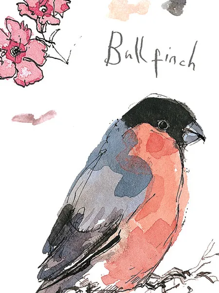 Bullfinch and Collared Dove Sketchbook