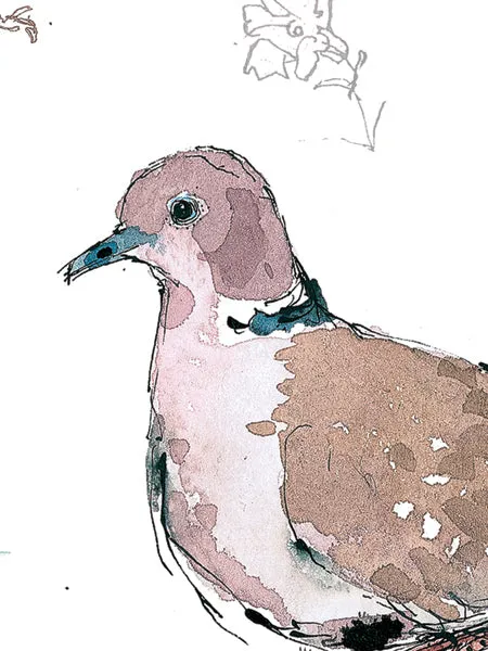 Bullfinch and Collared Dove Sketchbook